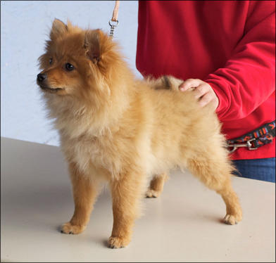 Unser Spitz namens Joker