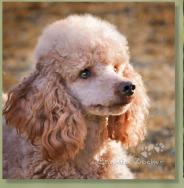 Hundeausbildung