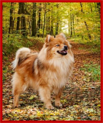Lorraine, Mittelspitz orange sable