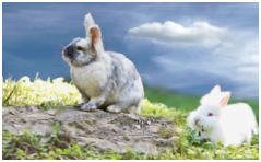 Kleintiere sind uns ebenso willkommen