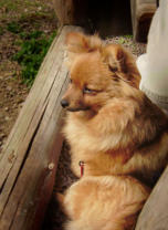 Unsere Spitzhündin Bea