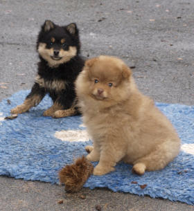 Nachwuchs in den Sonderfarben