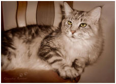 Unser Main Coon Kater Yukon