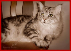Unser Main Coon Kater Yukon